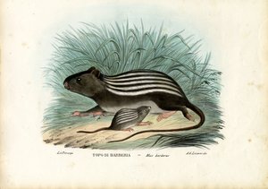 Topo striato, 1863-79 da Raimundo Petraroja